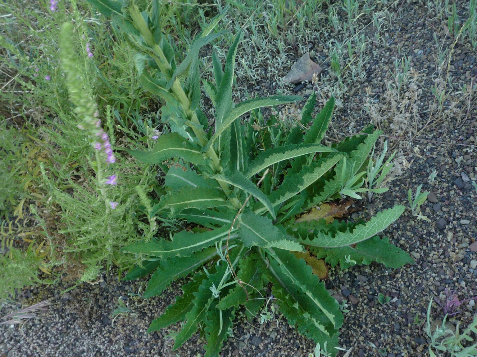 High Resolution Verbascum virgatum Leaf